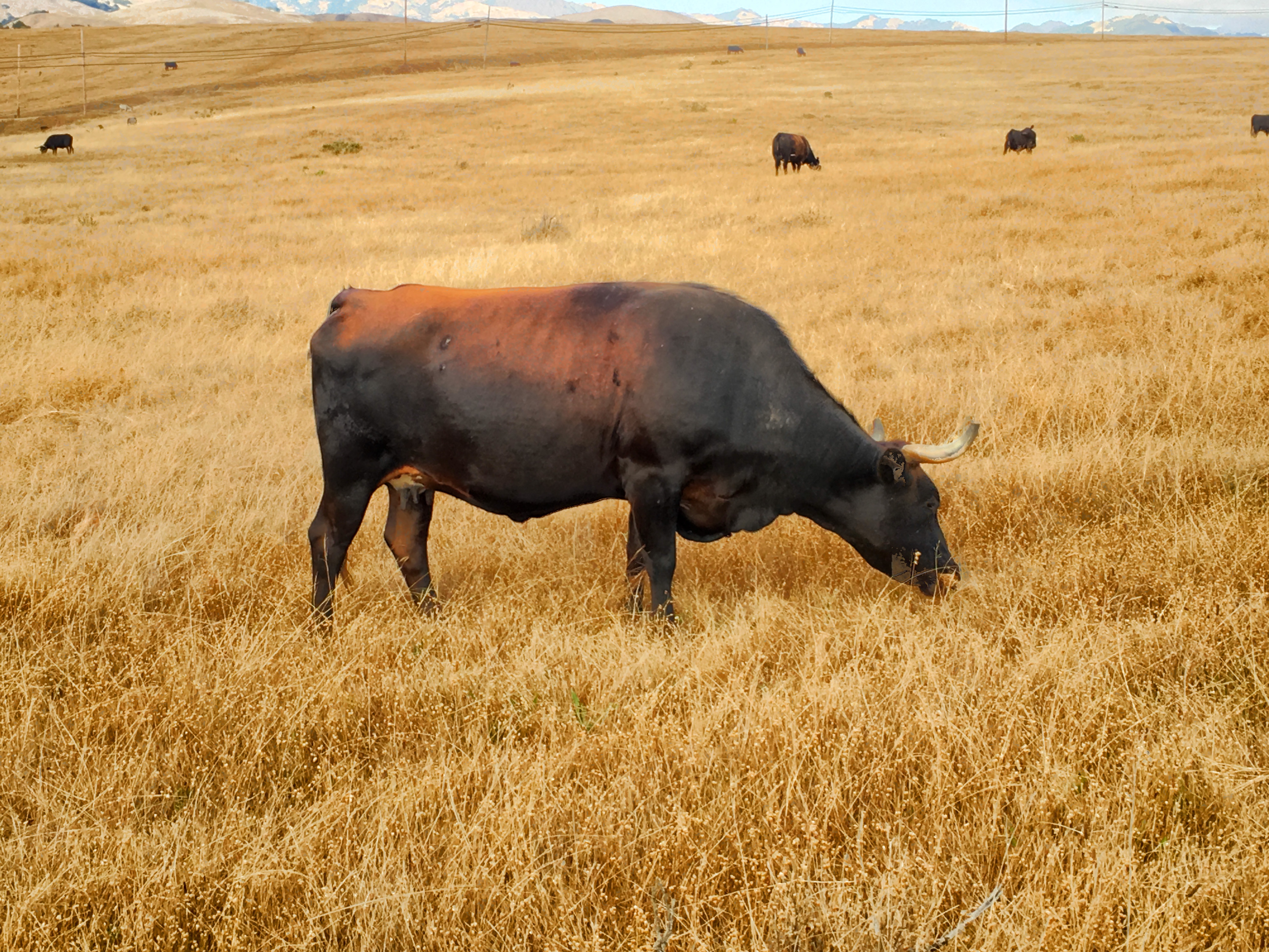 Hearst Castle free range beef cattle