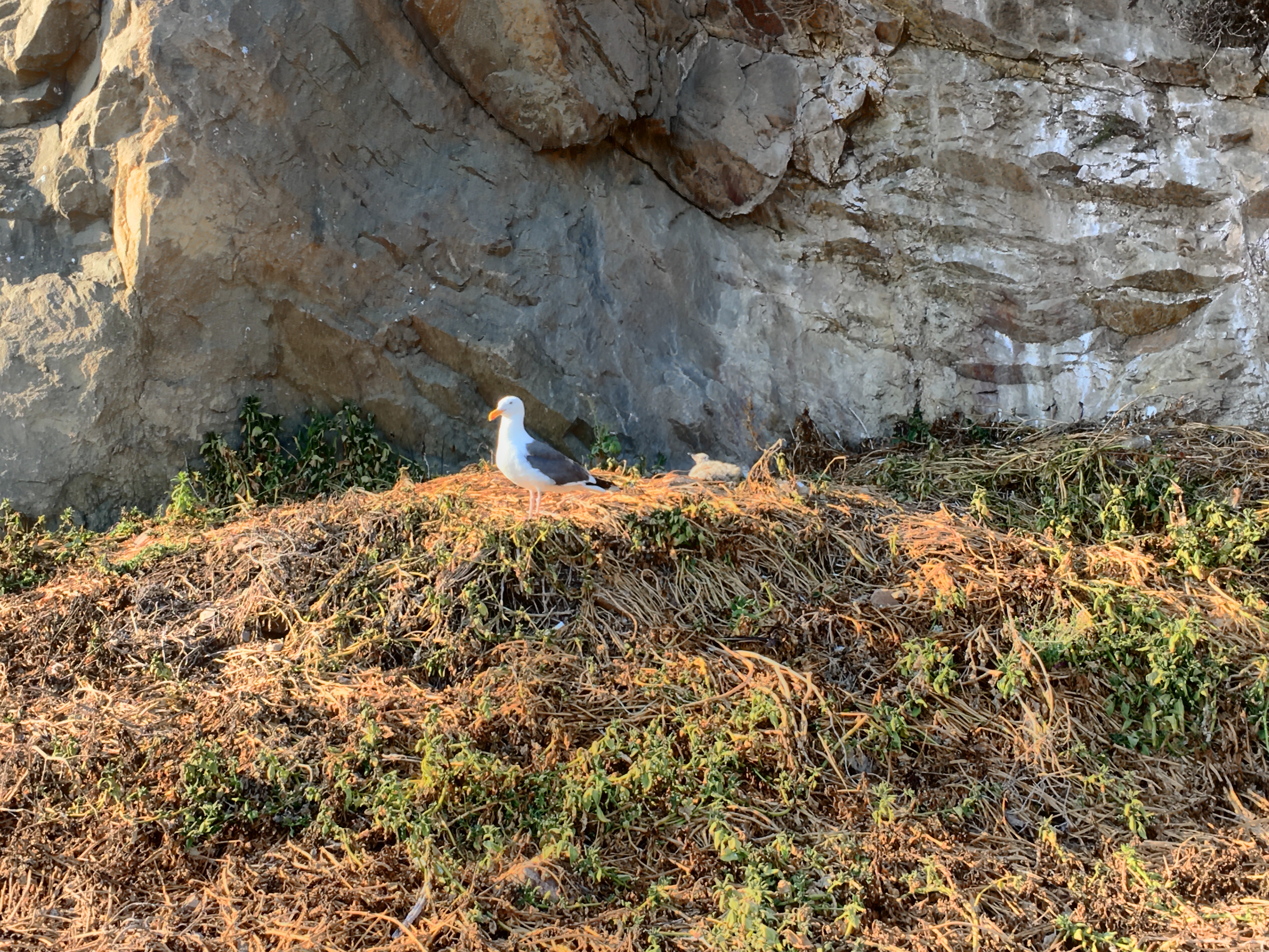 Morro Bay sea gull and baby
