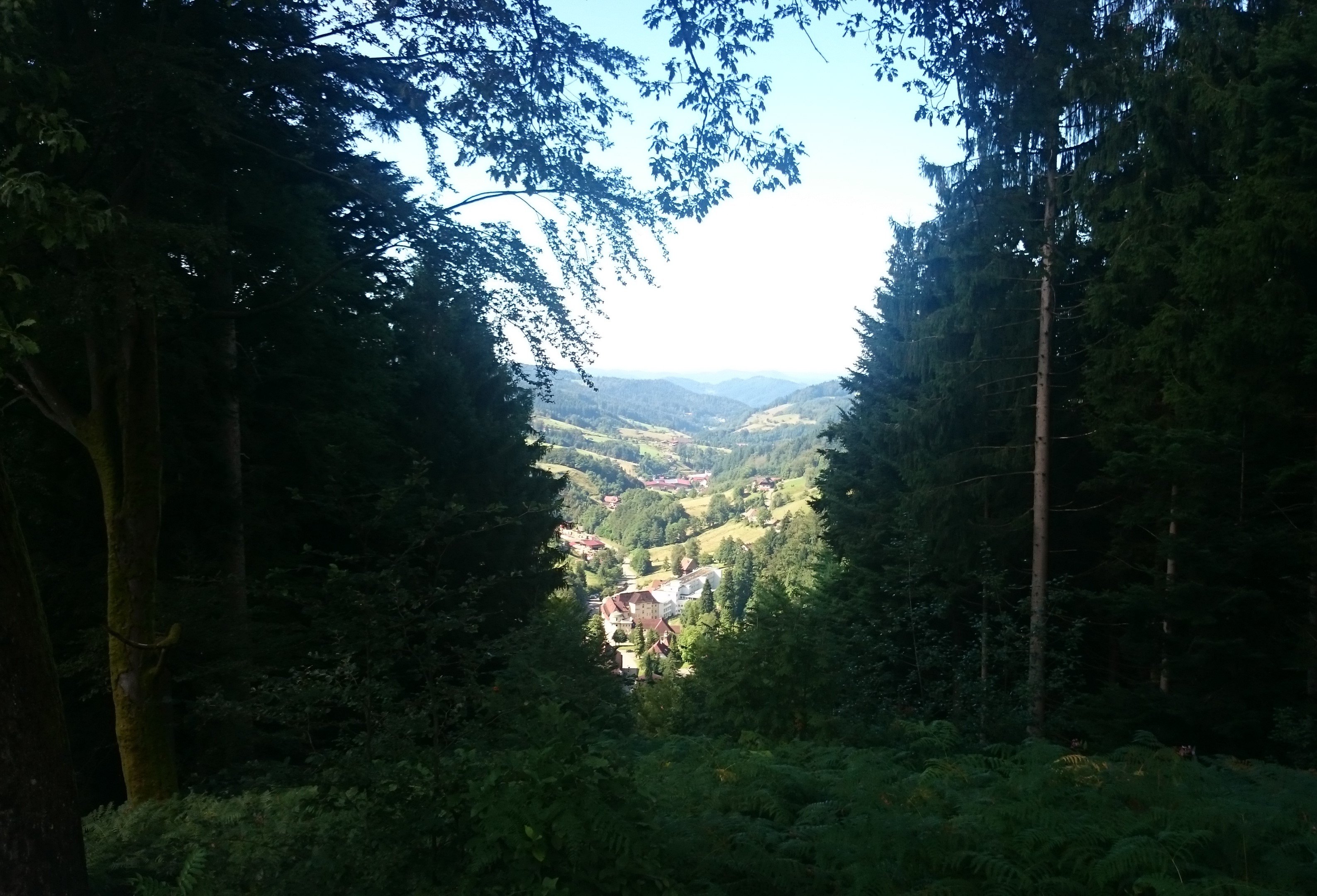 Schwarzwald ein Lichtblick