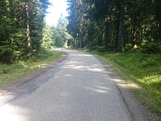 Schwarzwald ein Weg ins nirgendwo